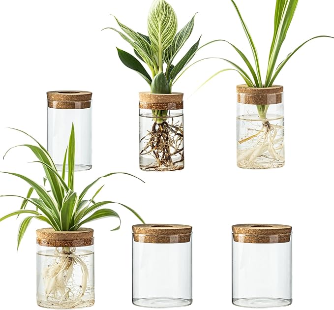 Glass Plant Propagation Station Set – Water Planting Glass Vase for Herb Cuttings,Succulent Water Rooting–Desktop Planter Jars for Home,Office,Living Room,Bedroom Decor(6PCS)
