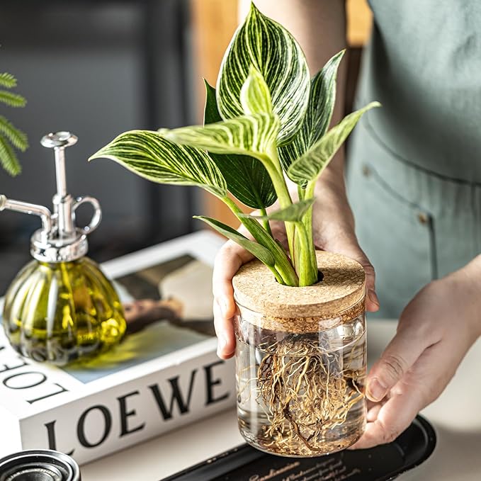 Glass Plant Propagation Station Set – Water Planting Glass Vase for Herb Cuttings,Succulent Water Rooting–Desktop Planter Jars for Home,Office,Living Room,Bedroom Decor(6PCS)