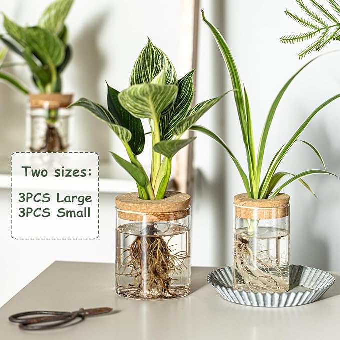 Glass Plant Propagation Station Set – Water Planting Glass Vase for Herb Cuttings,Succulent Water Rooting–Desktop Planter Jars for Home,Office,Living Room,Bedroom Decor(6PCS)