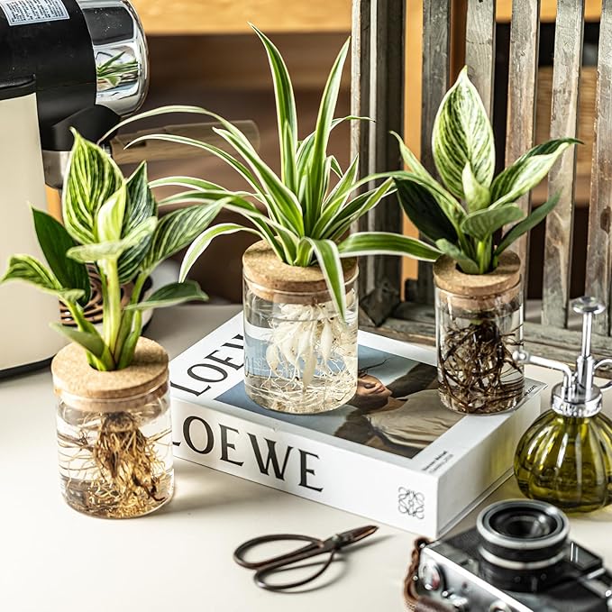 Glass Plant Propagation Station Set – Water Planting Glass Vase for Herb Cuttings,Succulent Water Rooting–Desktop Planter Jars for Home,Office,Living Room,Bedroom Decor(6PCS)