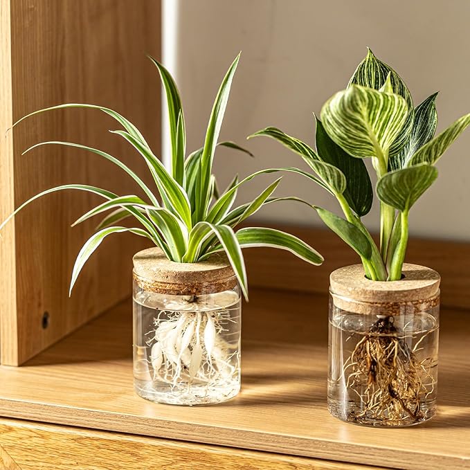 Glass Plant Propagation Station Set – Water Planting Glass Vase for Herb Cuttings,Succulent Water Rooting–Desktop Planter Jars for Home,Office,Living Room,Bedroom Decor(6PCS)
